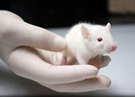 GA黄金甲肿瘤药效实验顺遂通过江苏省FDA审查