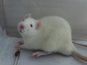 GA黄金甲(中国游)最新官方网站