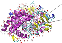 2009年5月GA黄金甲加入了上海国际卵白质及多肽工业展览会