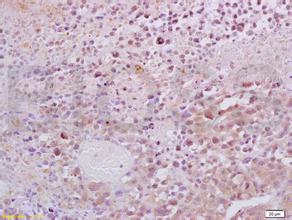 GA黄金甲(中国游)最新官方网站
