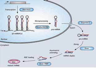 中山大学最新研究剖析抑癌miRNA