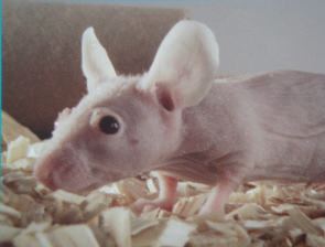 GA黄金甲(中国游)最新官方网站