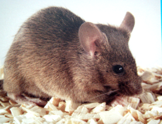 GA黄金甲(中国游)最新官方网站