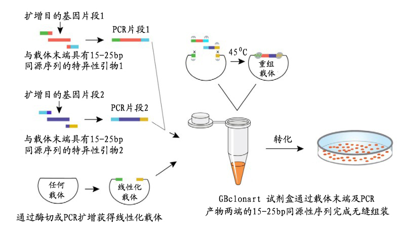 GA黄金甲(中国游)最新官方网站