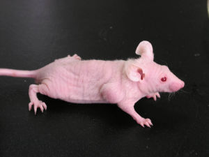 GA黄金甲(中国游)最新官方网站