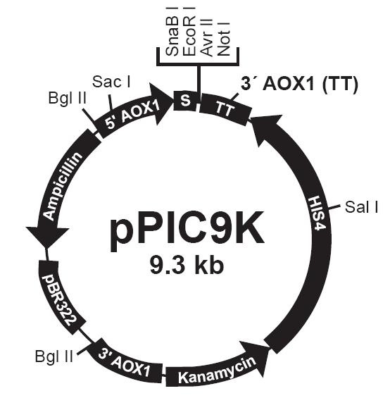GA黄金甲(中国游)最新官方网站