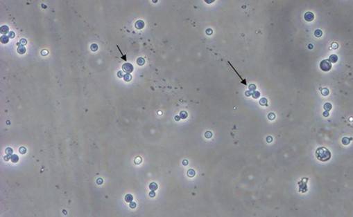 GA黄金甲(中国游)最新官方网站