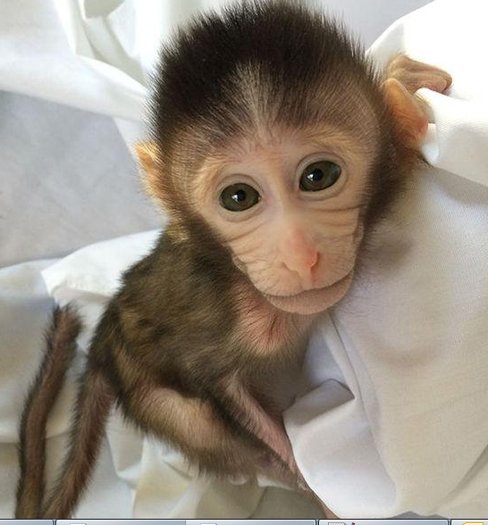 转基因猴成攻克自闭症利剑，，，，首个非人灵长类自闭症模子建设