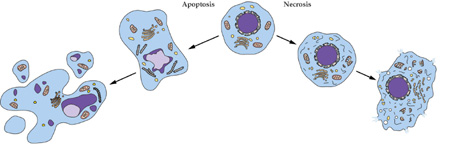 GA黄金甲细胞凋亡检测手艺效劳