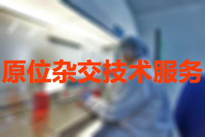 GA黄金甲原位杂交手艺效劳