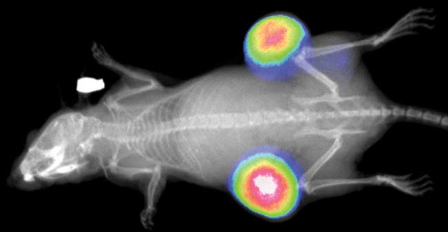 GA黄金甲(中国游)最新官方网站