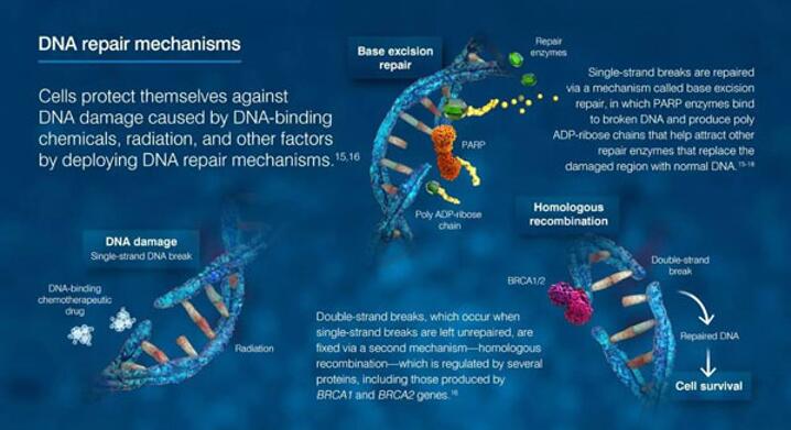GA黄金甲(中国游)最新官方网站