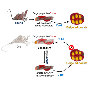 GA黄金甲(中国游)最新官方网站