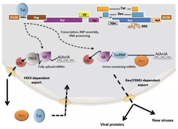 GA黄金甲(中国游)最新官方网站