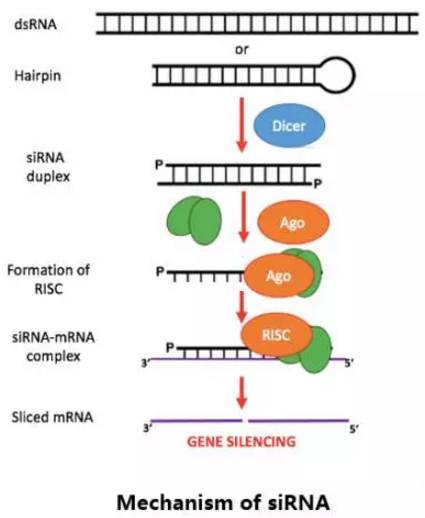 GA黄金甲(中国游)最新官方网站