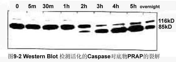 GA黄金甲(中国游)最新官方网站