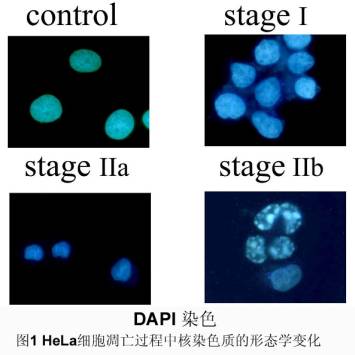 GA黄金甲(中国游)最新官方网站