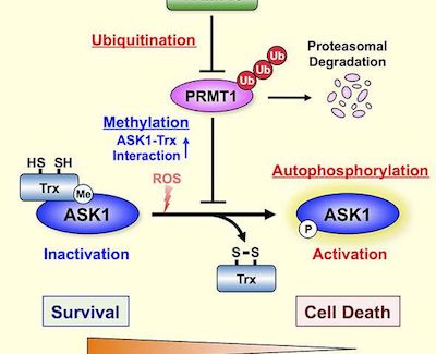 GA黄金甲(中国游)最新官方网站