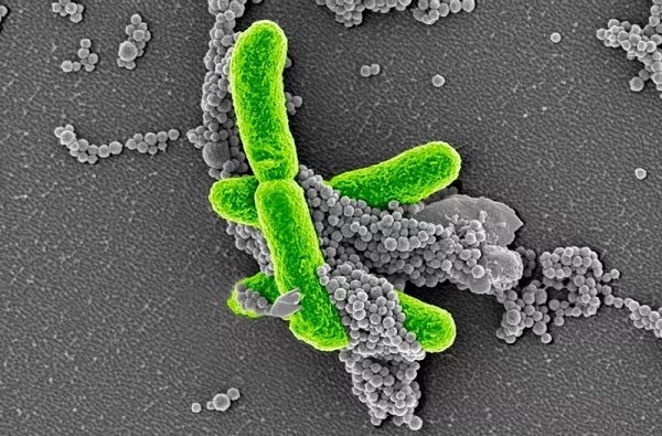 GA黄金甲(中国游)最新官方网站