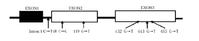 GA黄金甲(中国游)最新官方网站
