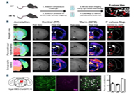 减肥药瞄准新靶点，，，，，，，强效减肥药即未来袭？？？？？