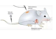 围观:临床前小鼠模子怎样。。。？？？？？？
