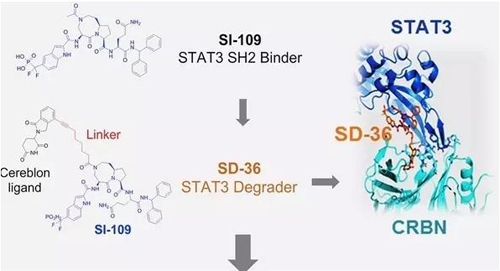 结构优化获得的SH2连系分子SI-109与CRBN连系，，，获得SD-36
