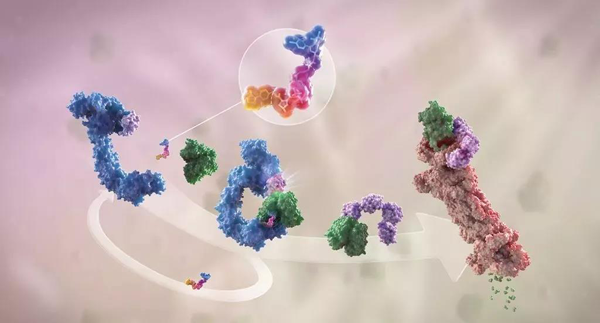 卵白降解剂（多色）连系了1个靶卵白（绿色）和1个E3泛素毗连酶（蓝色），，，，，驱动基于卵白酶体（橙色）的靶卵白泛素化（紫色）和降解。。。