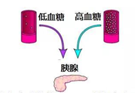 调理血糖稳态，，，GK负重前行