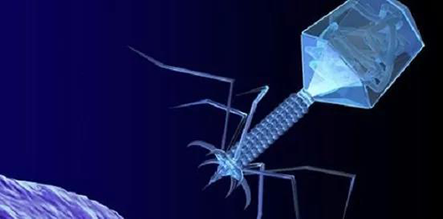 噬菌体疗法、溶瘤病毒，，，，，以及构建细胞表达载体的病毒转染因子等都体现出病毒对人类善良温顺的一面