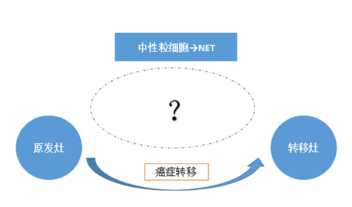 NET可能会通过某些方法“捕获”或“叫醒”癌细胞，，，，从而造成癌细胞的迁徙。。。。。。。