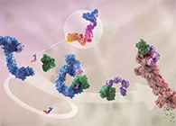 LYTAC出生，，，，，，与PROTAC并肩作战针对不可成药的靶点