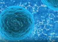 攻克三阴性乳腺癌，，，，蜜蜂毒液竟是要害？？？？？？？