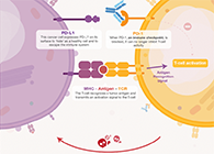 饿了吗？？？饿一饿原来可以辅助PD-1抑制剂肿瘤免疫治疗