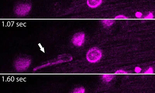 ENDS的外观以及其随时间卷曲的方法