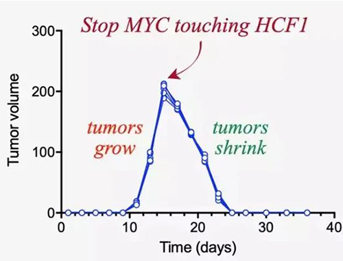 可以“融化”肿瘤的卵白质，，，你一定没有听说过！