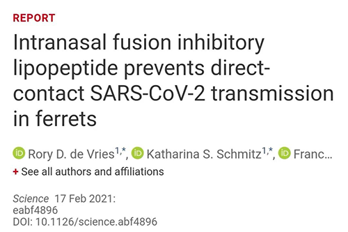 Science速递|鼻喷雾剂可阻止新冠肺炎撒播，，，，，，在雪貂实验中已初获效果