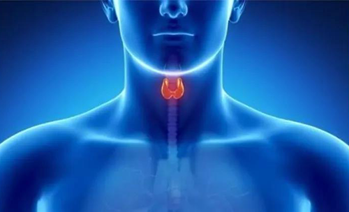 Science速递 | 揭开甲状腺的神秘面纱，，，，，开启代谢药物新征程