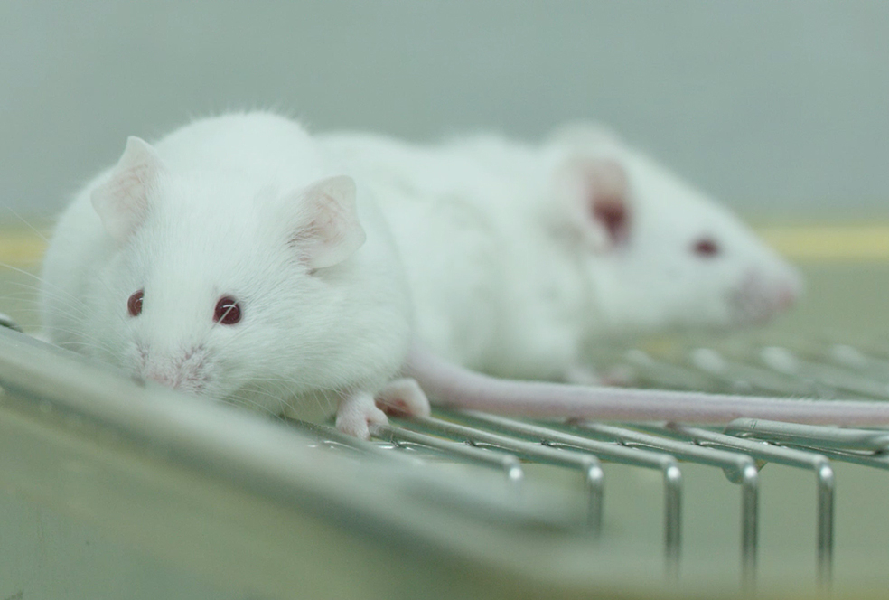 带你相识GA黄金甲临床前研究效劳 