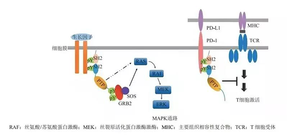 晚期恶性肿瘤患者的福音！GA黄金甲助力凌达生物SHP2变构抑制剂RG001片获批临床 