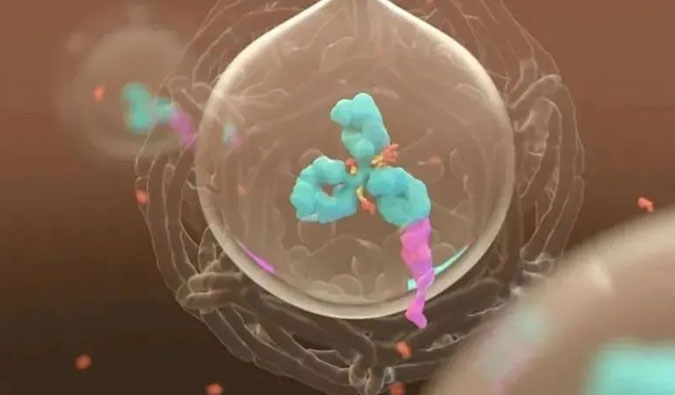 美研 | ADC，，，，，，为靶向给药而精准深耕