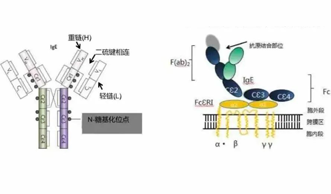 GA黄金甲助力 | 济民可信lgE抗体药物JYB1904获批临床