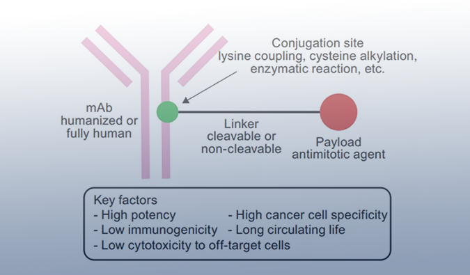 ADC药物：迎接市场热潮，，，，攻破研发壁垒