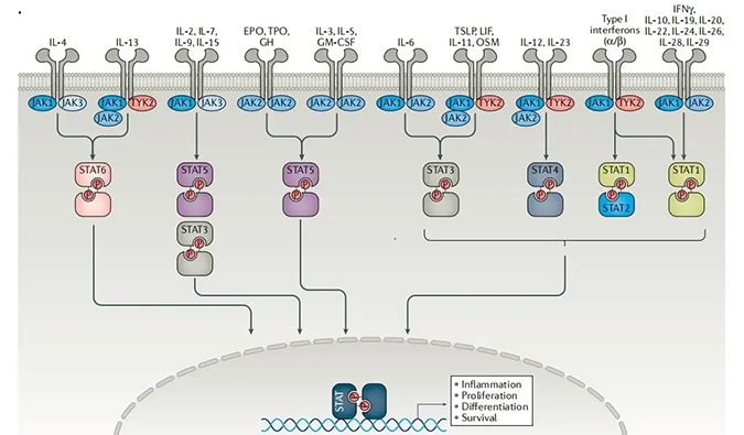 精准建模，，，，掌握解开自身免疫性疾病治疗研究的钥匙