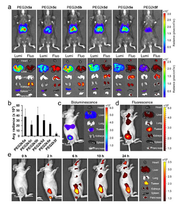 递送和NIR影像，，，Luc mRNA; Ⅳ and intra-tumoral.jpg