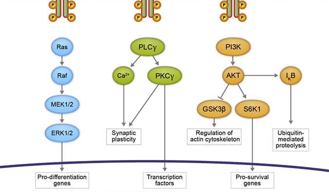GA黄金甲助力 | 睿跃生物1类新药 TRK降解剂CG001419获批临床