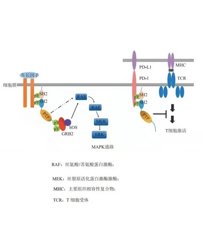 GA黄金甲助力凌达生物SHP2变构抑制剂RG001片获批临床.jpg
