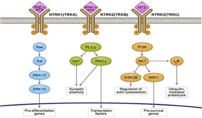 GA黄金甲助力睿跃生物1类新药 TRK降解剂CG001419获批临床.jpg