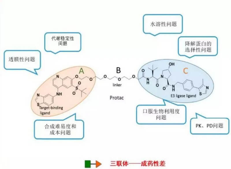 PROTAC分子量较大，，，，，，，消融性较差.jpg