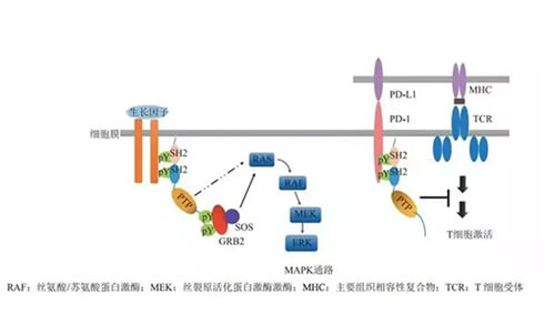 GA黄金甲助力凌达生物SHP2变构抑制剂RG001片获批临床.jpg